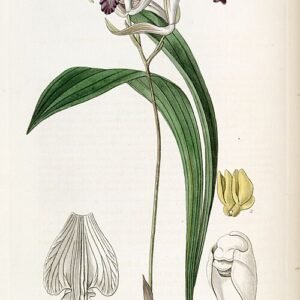 Paarse bloemen en groene bladeren van Bletia reflexa orchidee.