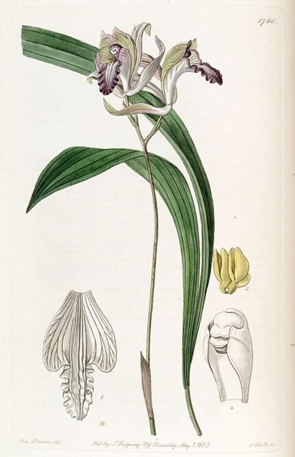 Paarse bloemen en groene bladeren van Bletia reflexa orchidee.