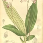 Paarse bloemen en groene bladeren van Mengzia orchideeplant.