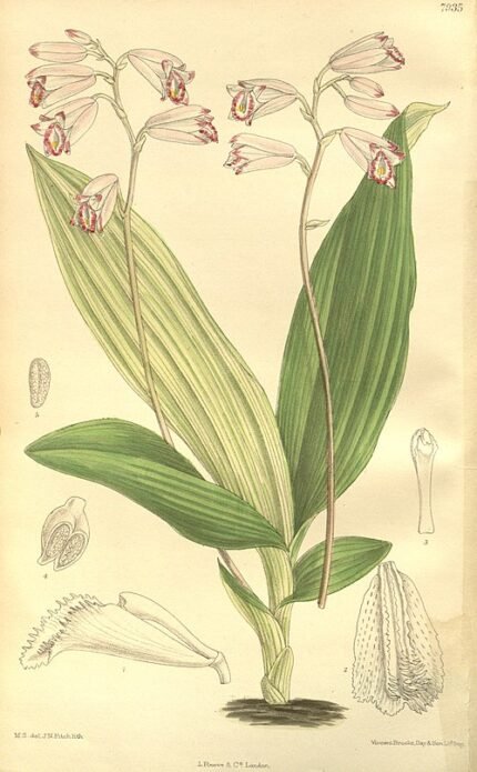 Paarse bloemen en groene bladeren van Mengzia orchideeplant.