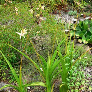 Yellow and purple Bletilla ochracea orchid flower on a green stem.