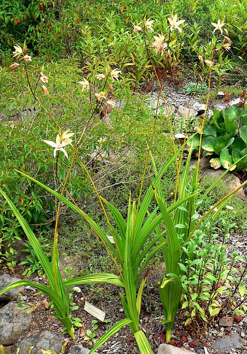 Yellow and purple Bletilla ochracea orchid flower on a green stem.