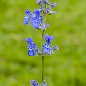 Nepeta 'Walker's Low' bloemen in Tuinreservaat Jonkervallei.