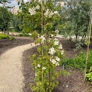 Pink blooming Rosa brunonii with green leaves against a natural background.