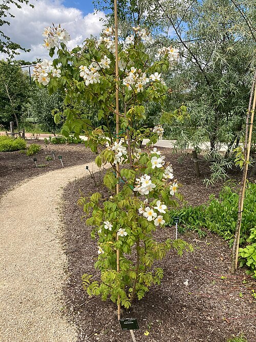 Pink blooming Rosa brunonii with green leaves against a natural background.