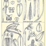 Indische en Maleisische Orchidee bloemen op illustratieplaat met kleigrond.