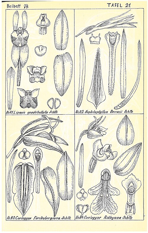 Indische en Maleisische Orchidee bloemen op illustratieplaat met kleigrond.