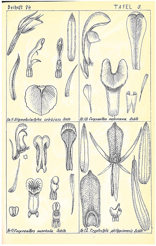 Illustratie van exotische Indiase en Maleisische orchideeën met gedetailleerde bloemtekeningen.