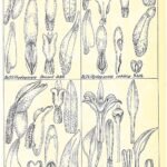 Roze en witte Corymborkis veratrifolia orchidee bloemen op botanische illustratie.