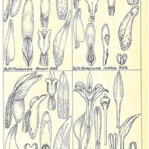 Roze en witte Corymborkis veratrifolia orchidee bloemen op botanische illustratie.