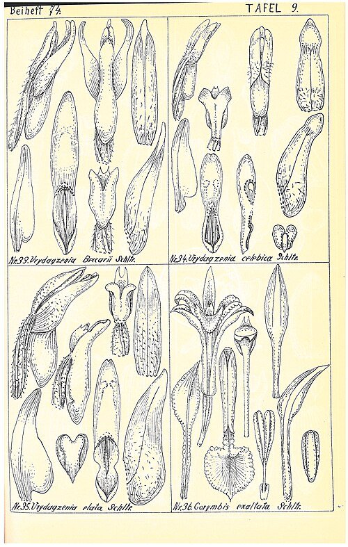 Roze en witte Corymborkis veratrifolia orchidee bloemen op botanische illustratie.