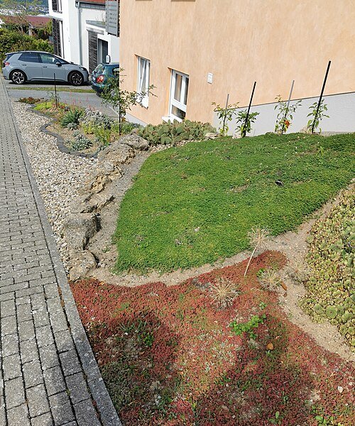 Bodembedekker op kleigrond in Tauberbischofsheim.