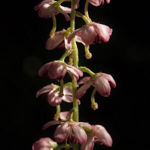 Bloeiende witte bloemen van Pyrola asarifolia in close-up.