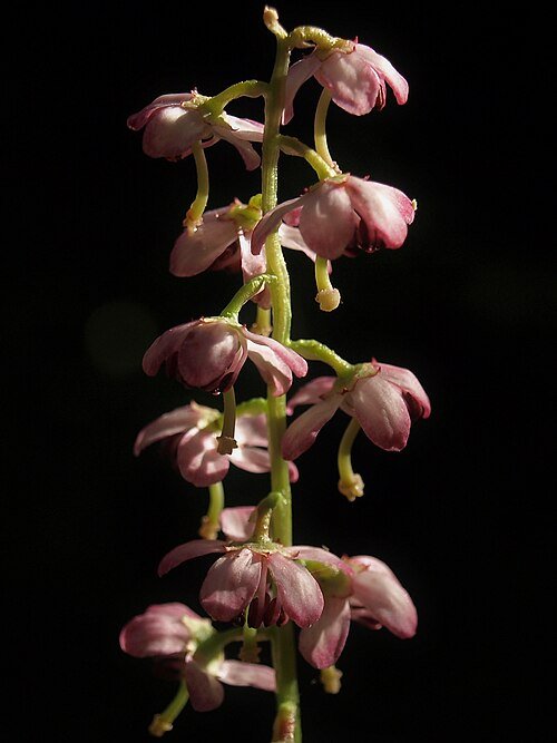 Bloeiende witte bloemen van Pyrola asarifolia in close-up.