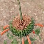 Leonotis nepetifolia plant met oranje bloemen en groen blad.
