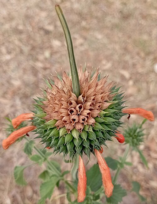 Leonotis nepetifolia plant met oranje bloemen en groen blad.