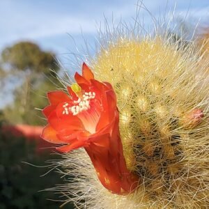 Borzicactus icosagonus in een decoratieve pot met levendige groene cilindrische stelen en lange doornen.