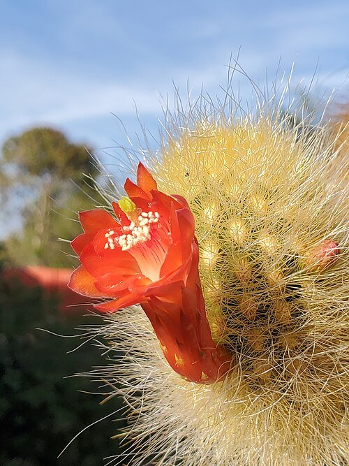 Borzicactus icosagonus in een decoratieve pot met levendige groene cilindrische stelen en lange doornen.