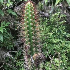 Borzicactus plant met witte bloemen in pot.