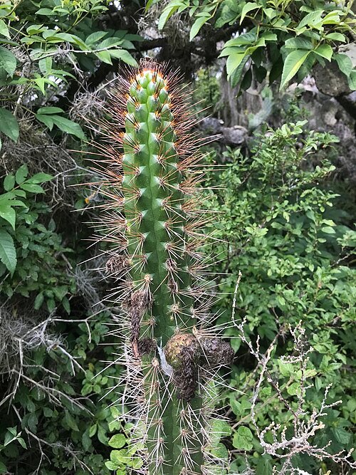 Borzicactus plant met witte bloemen in pot.