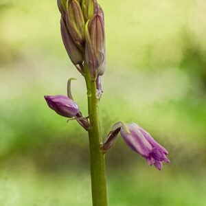 Boshyacint bloemen in schaduwrijke omgeving.