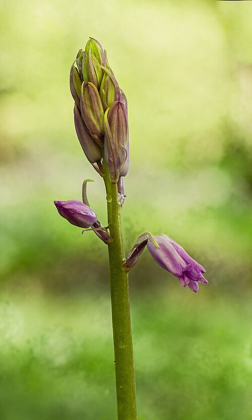 Boshyacint bloemen in schaduwrijke omgeving.