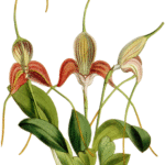 Masdevallia caudata orchidee met paarse bloemen en groene bladeren op witte achtergrond.