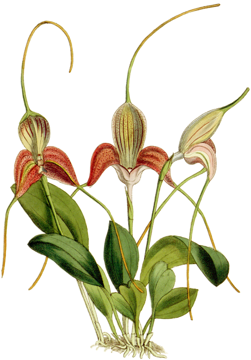 Masdevallia caudata orchidee met paarse bloemen en groene bladeren op witte achtergrond.