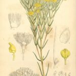 Bloeiende witte Verticordia nitens plant op illustratie in Botanical Magazine.