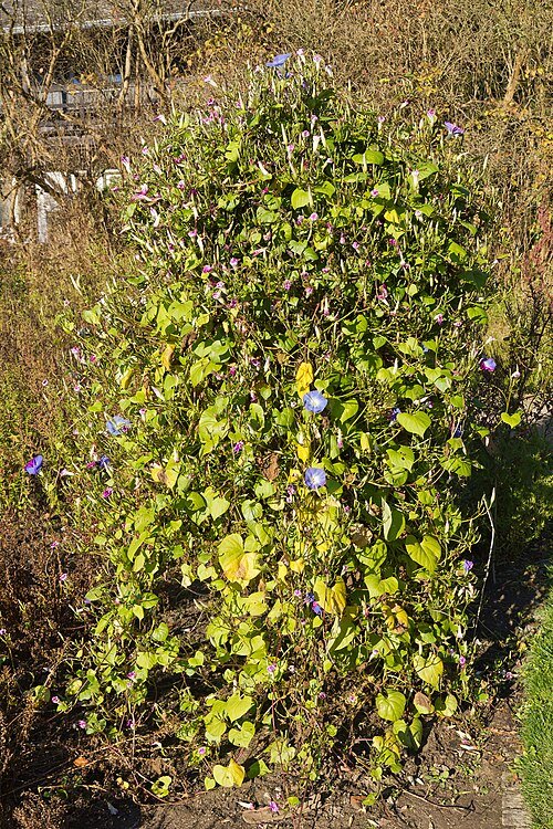 Paarse Ipomoea bloemen in Botanischer Garten Berlin-Dahlem.