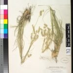 Bouteloua eludens gras met slanke groene bladeren en fijne zaadhoofden.