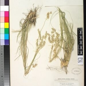 Bouteloua eludens gras met slanke groene bladeren en fijne zaadhoofden.