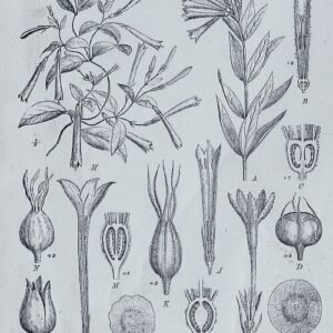 Rode Bouvardia bloemen op een witte achtergrond.