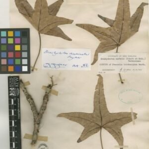 Brachychiton acuminatus bloeiende boom met rode bloemen en groen blad.