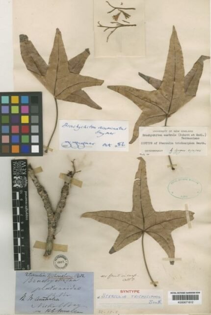 Brachychiton acuminatus bloeiende boom met rode bloemen en groen blad.