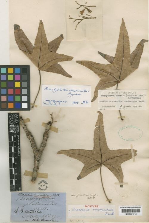Brachychiton acuminatus bloeiende boom met rode bloemen en groen blad.