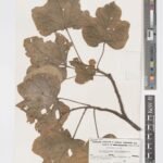 Brachychiton chillagoensis bloeiende boom met rode bloemen.