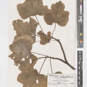 Brachychiton chillagoensis bloeiende boom met rode bloemen.