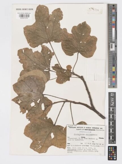 Brachychiton chillagoensis bloeiende boom met rode bloemen.