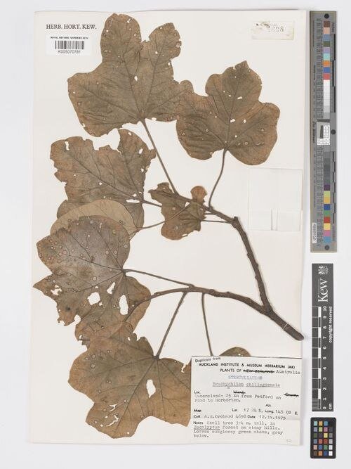Brachychiton chillagoensis bloeiende boom met rode bloemen.