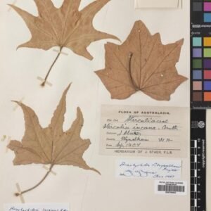 Brachychiton fitzgeraldianus bloeiende boom met roze bloesems in de lente.