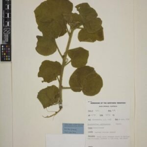 Brachychiton multicaulis bloeiende boom in volle pracht.