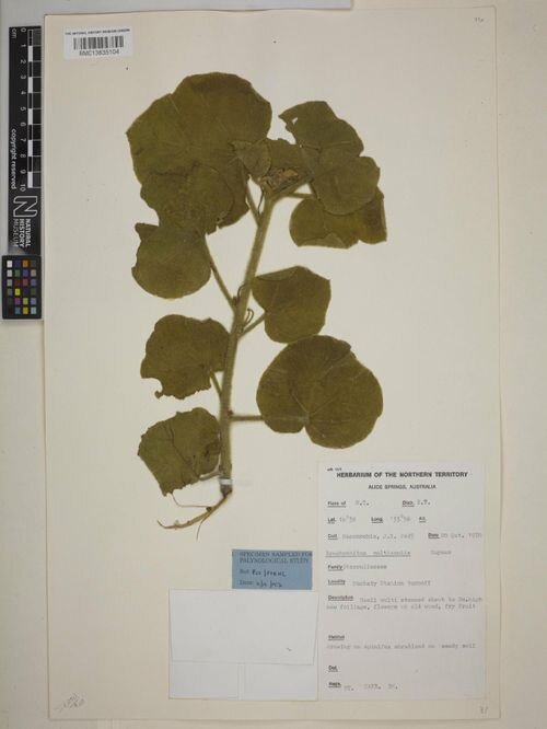 Brachychiton multicaulis bloeiende boom in volle pracht.