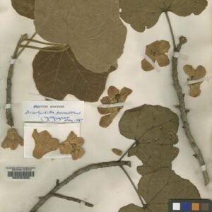 Brachychiton paradoxus bloeiende boom met rode bloemen.