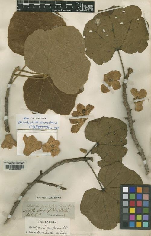 Brachychiton paradoxus bloeiende boom met rode bloemen.