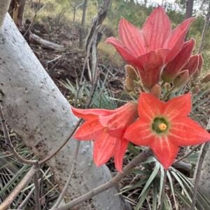Brachychiton spectabilis bloemen in heldere roze kleur op groene bladeren.