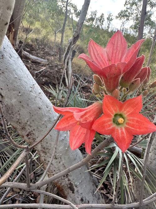 Brachychiton spectabilis bloemen in heldere roze kleur op groene bladeren.