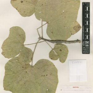 Brachychiton xanthophyllus bloeiende boom met gele bloemen.