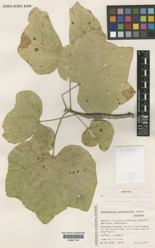 Brachychiton xanthophyllus bloeiende boom met gele bloemen.