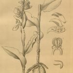 Twee witte orchideebloemen met groene bladeren tegen zwarte achtergrond.